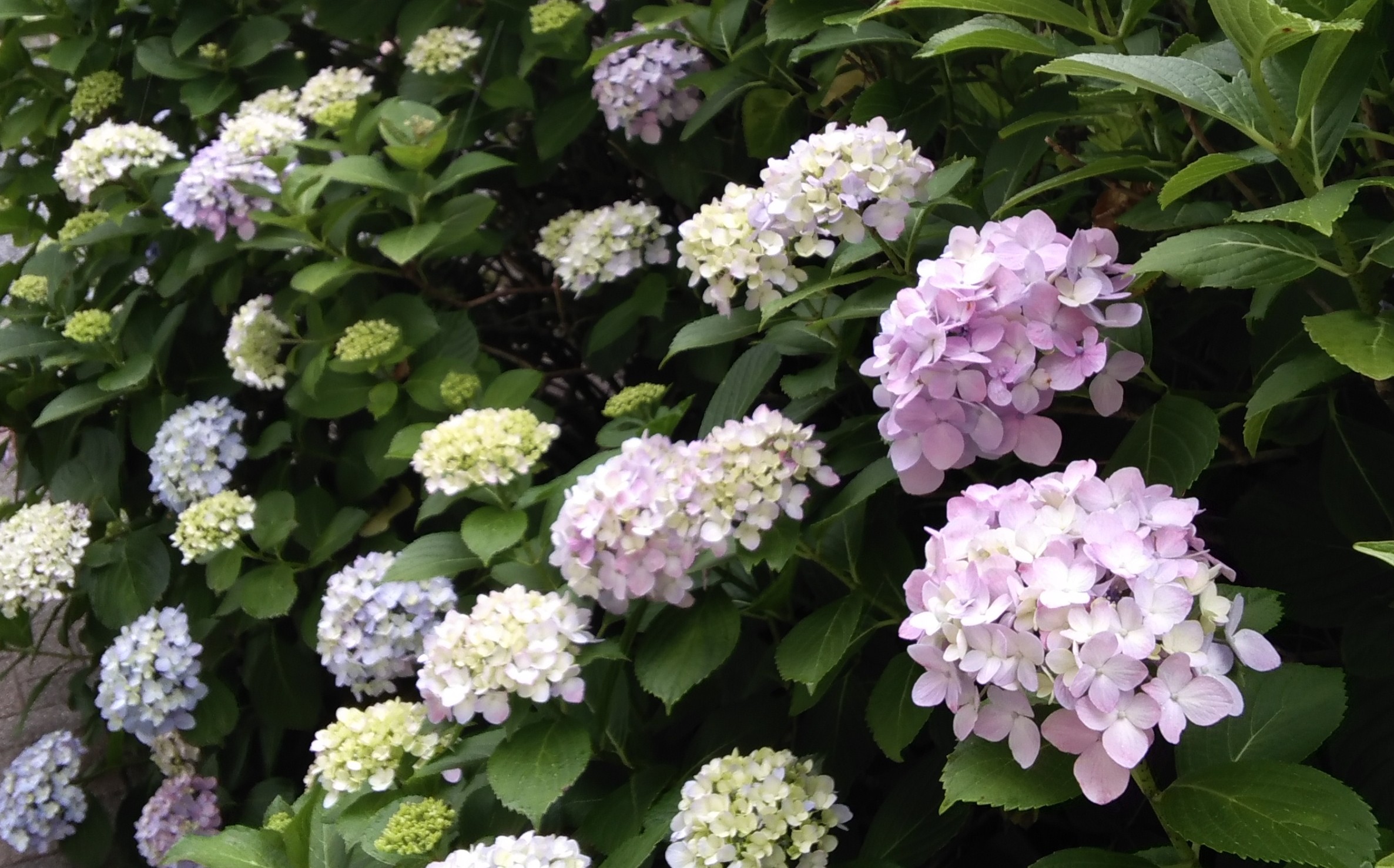 梅雨入りのご挨拶（デイサービス）☔