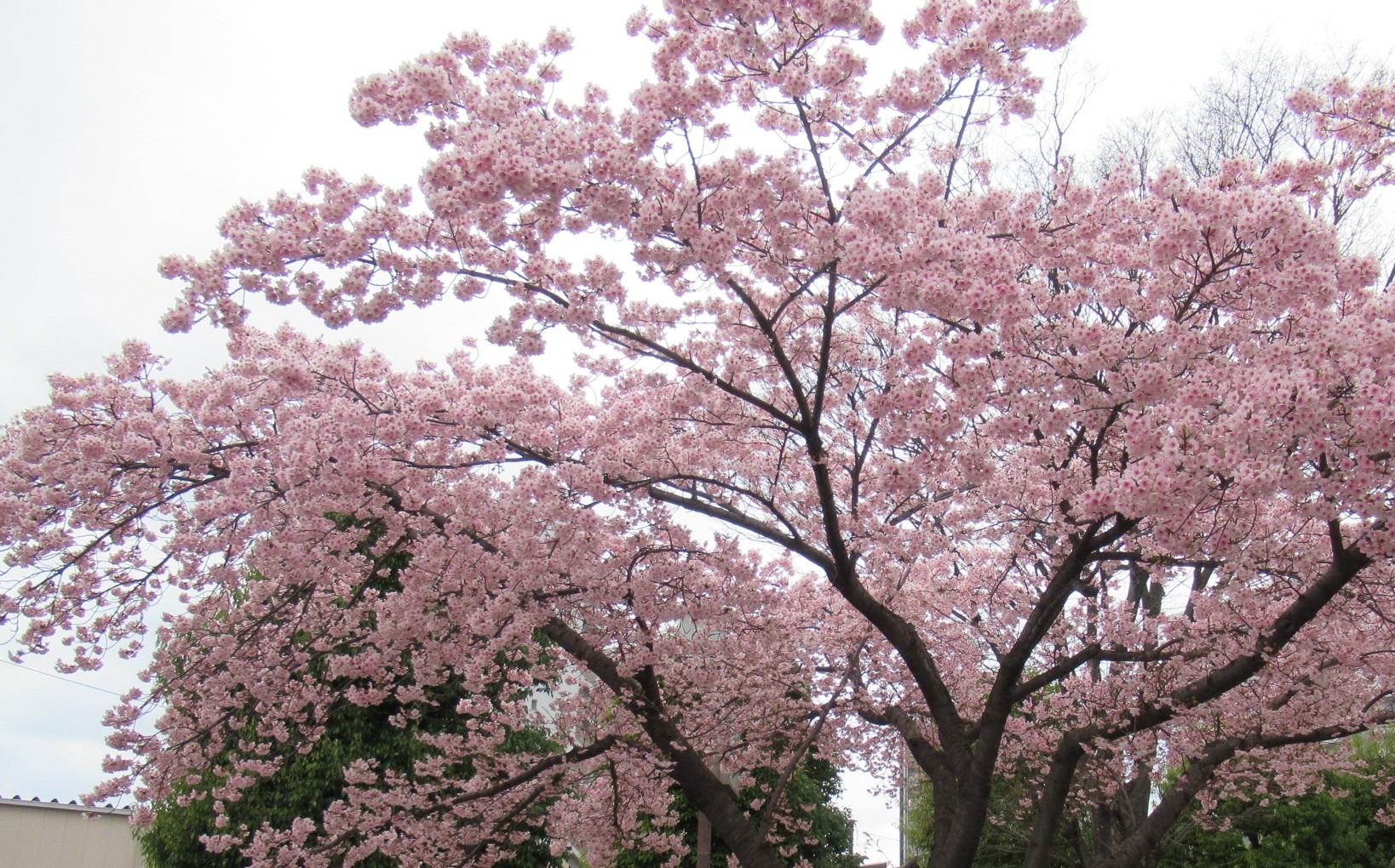 春ですね。（特養）
