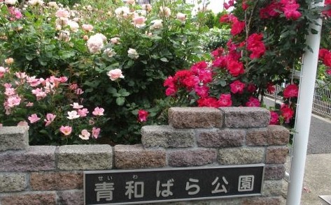 青和ばら公園散歩