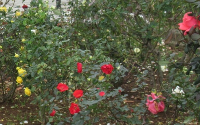 冬のバラ公園へ行きました！（特養）