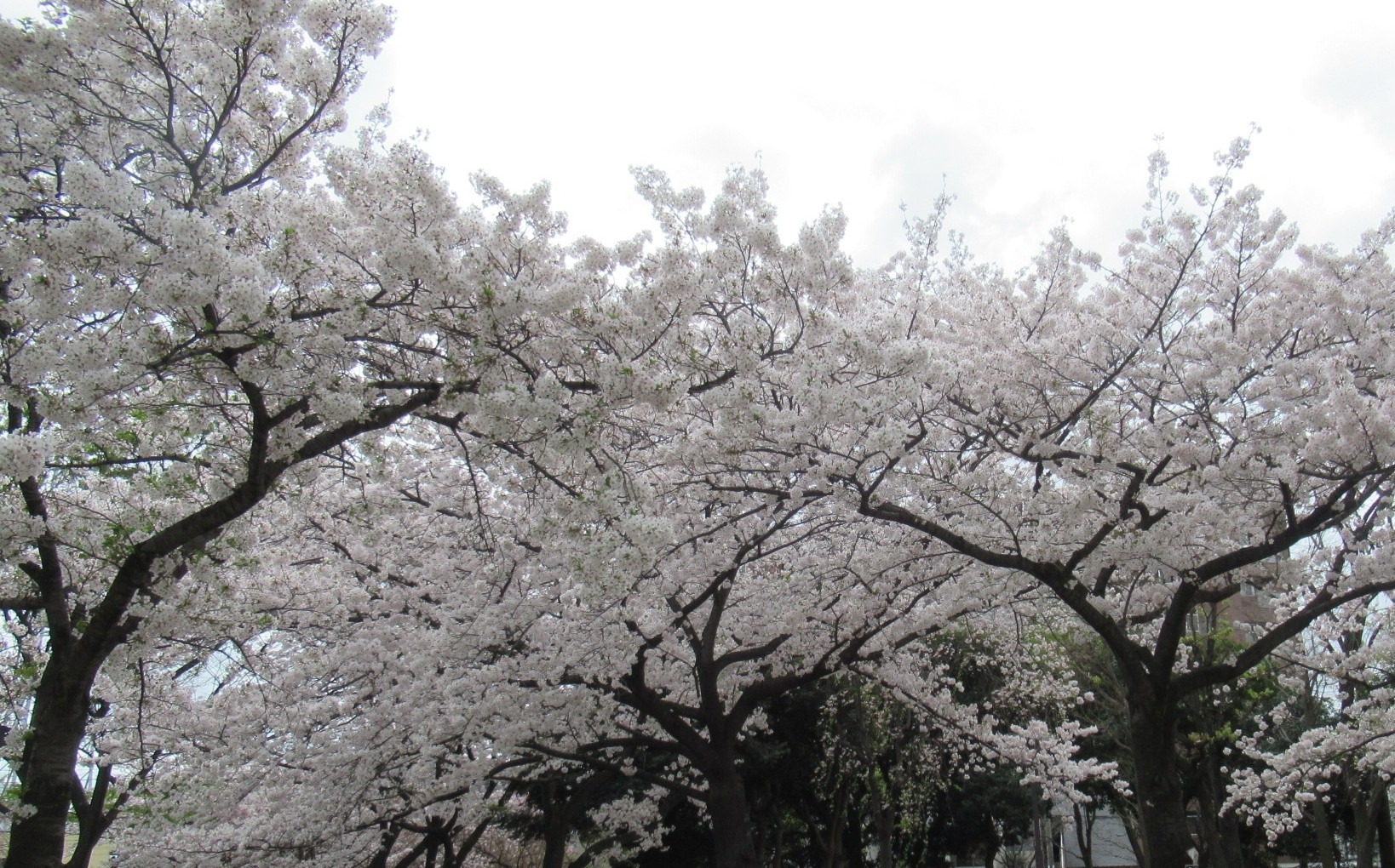 さくらのおもひで