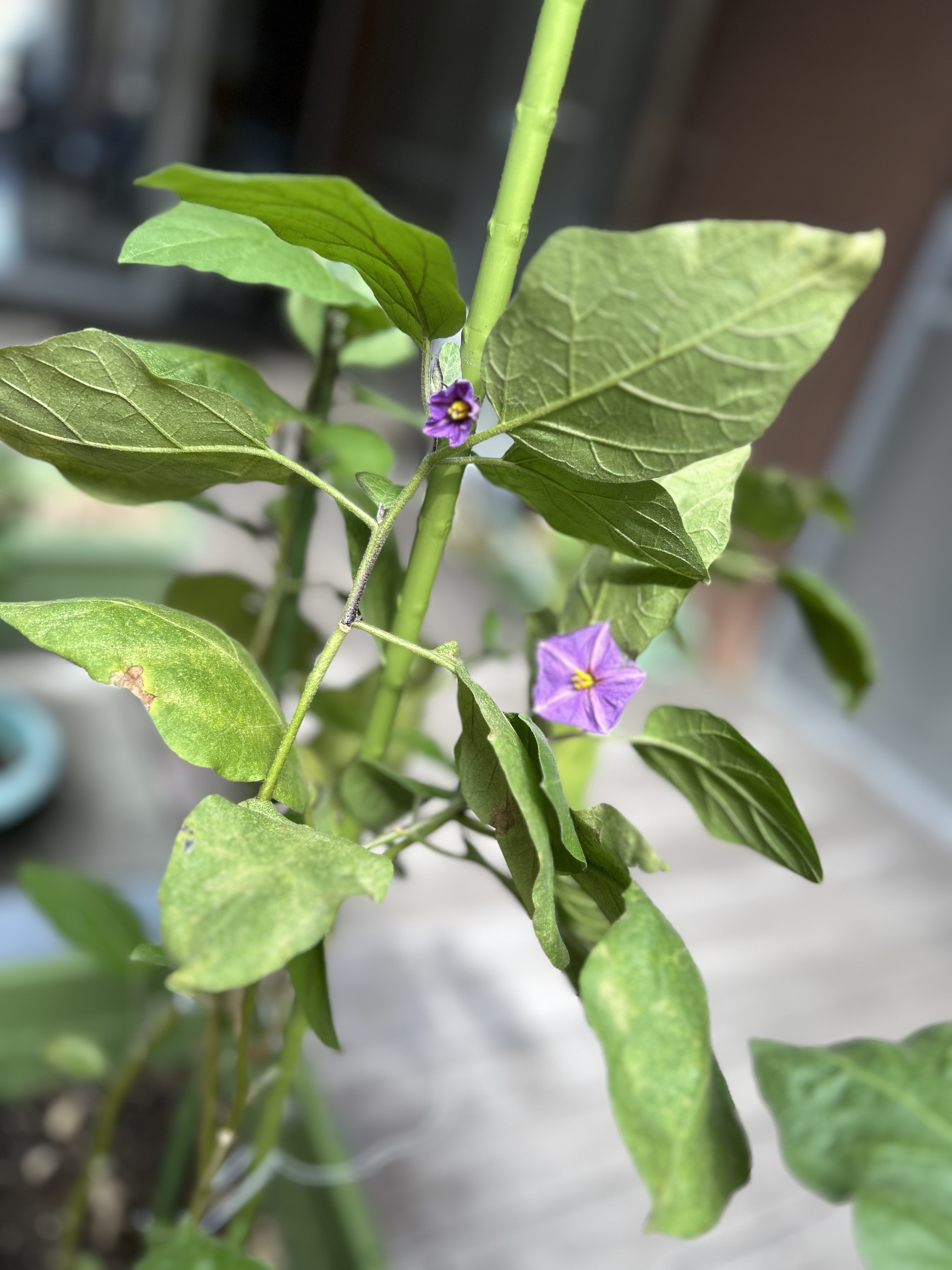 ☆★ナスが実りました!★☆